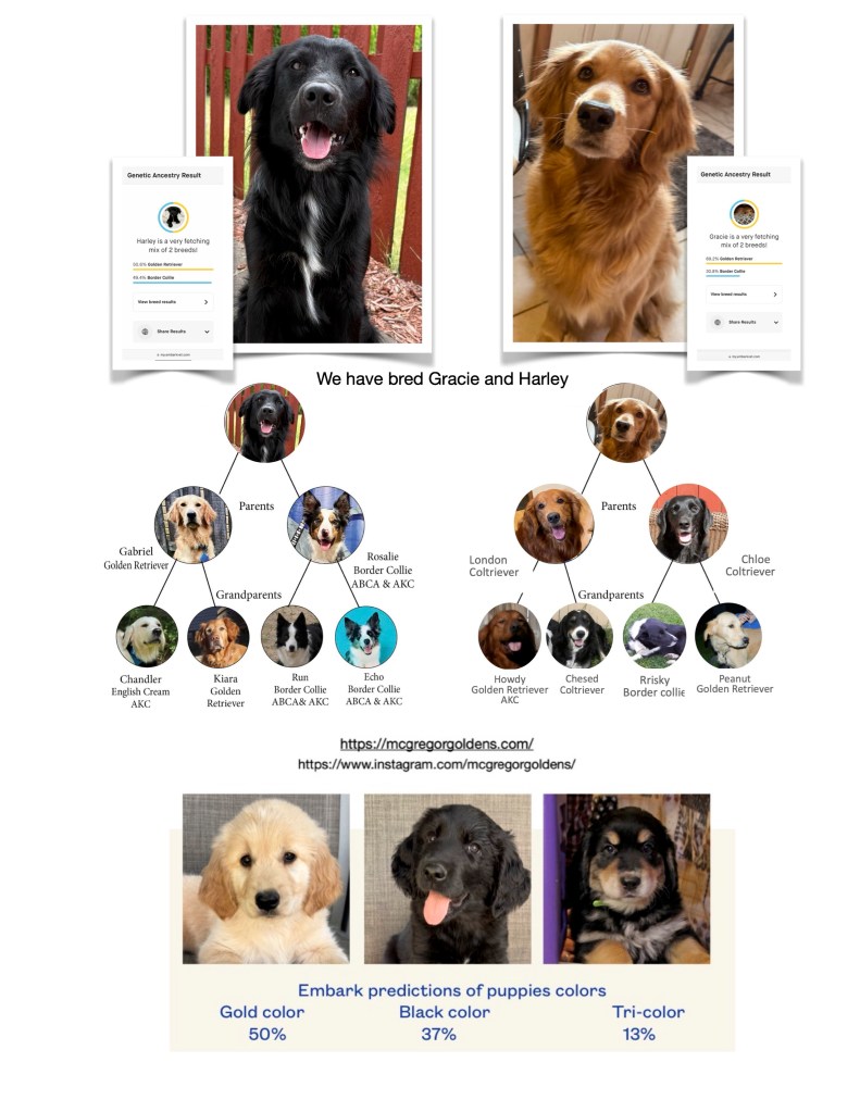 Border Collies: Temperament, Health + Best Food For Them, image size:791x1023